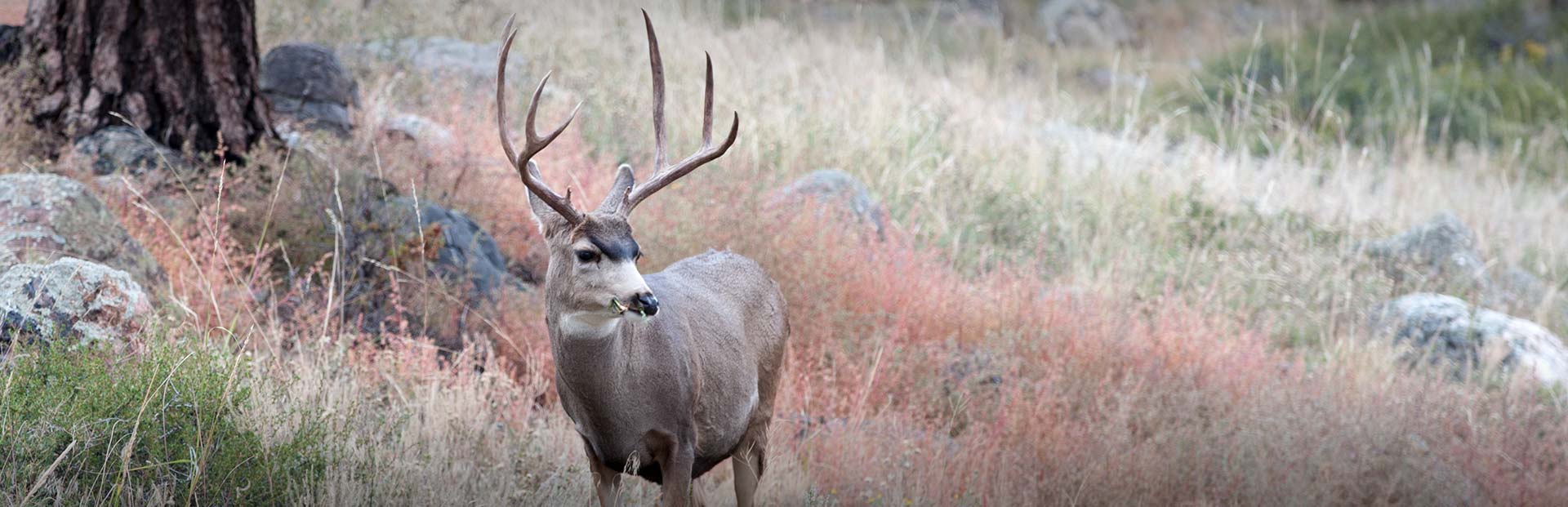Wyoming Mule Deer Hunts Wyoming Mule Deer Hunts