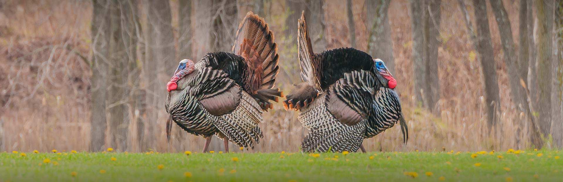 Turkey Hunts
