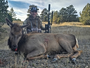 Cow Elk