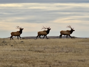 Bull Elk
